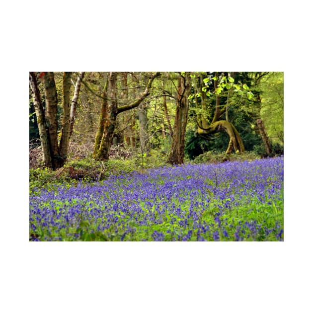 Bluebell Woods Basildon Park Berkshire UK by AndyEvansPhotos