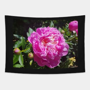 peony,flowers, gift, beautiful, nature, miracle Tapestry