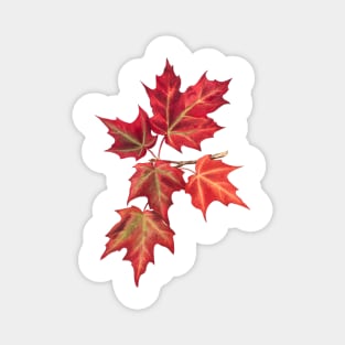 Red leaves blown in the wind Magnet