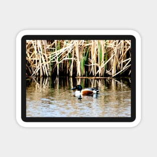 Duck on Pond Magnet