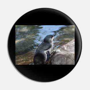 Little Blue Penguin Pin