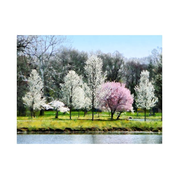 Spring - Line of Flowering Trees by SusanSavad