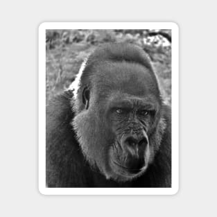 Gorilla Head Shot Magnet