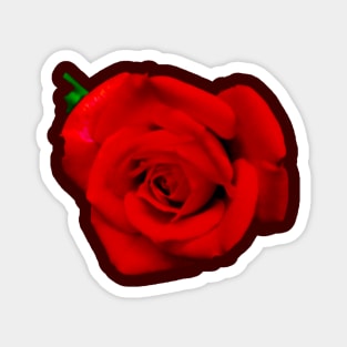 Dramatic Rose Magnet