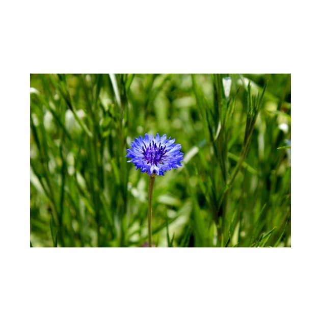 Blue Cornflower by Cynthia48