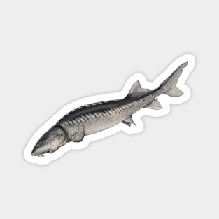 Sturgeon Magnet