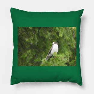 Gray Jay, birds, nature, wildlife, gifts Pillow