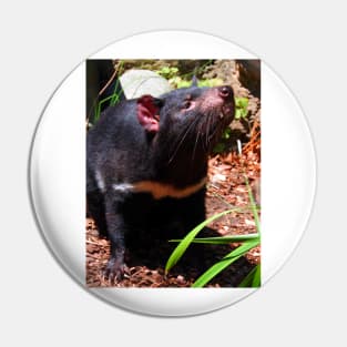 Tasmanian Devil Pin