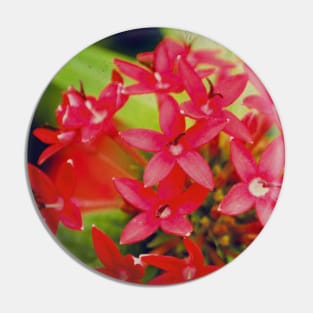 Pretty Red Flower with green leaves nature lovers beautiful photography design Pin