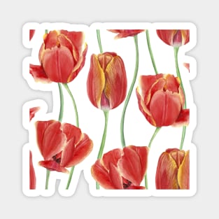 Red watercolor Tulip flowers composition. Spring floral ornament. Vibrant romantic flowers print. Summer vibrant flowers Magnet