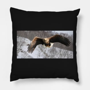 White tailed eagle Pillow