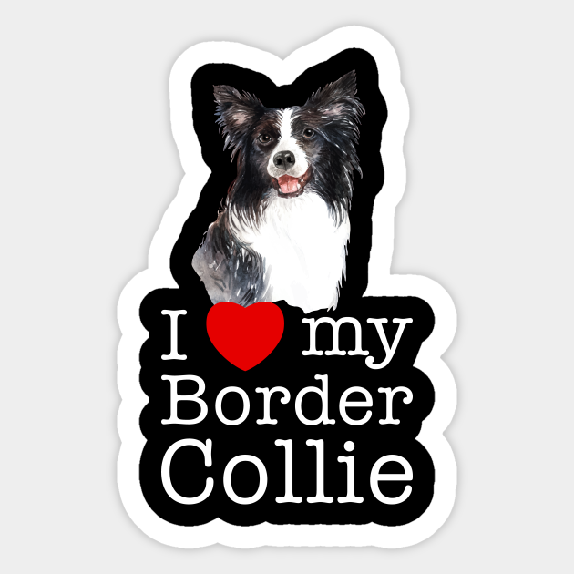 border collie presents