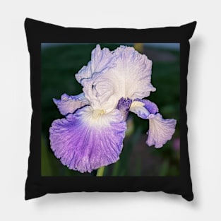 Lavender Iris in Light Pillow
