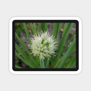 Green Onion Blossom 5 Magnet