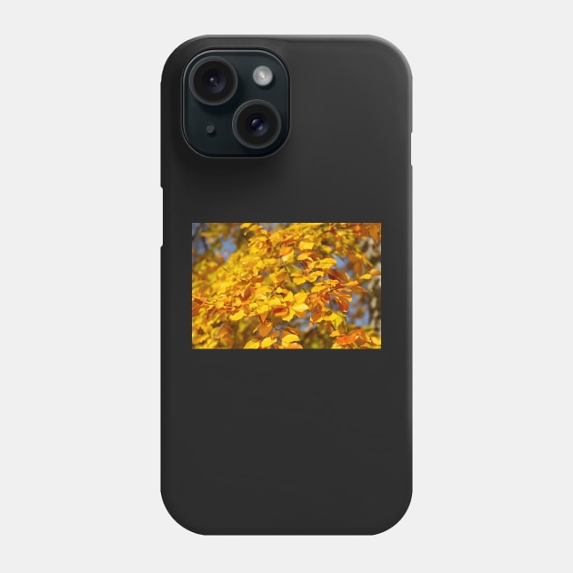 Autumn leaves, leaf color, beech, tree Phone Case by Kruegerfoto