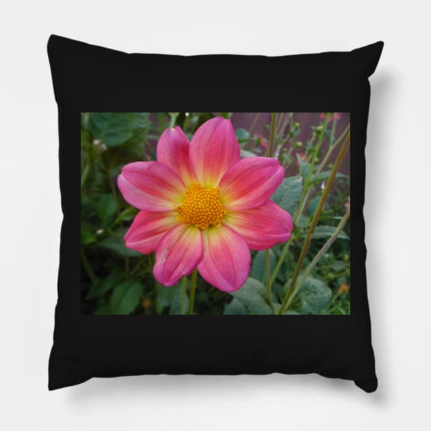 Center of Attention Pillow by Mzzart