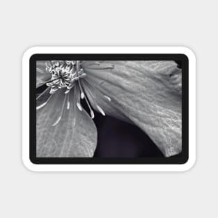 Clematis in Monochrome II Magnet