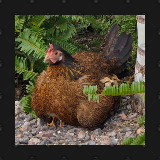 Rooster with her Chicks by croper