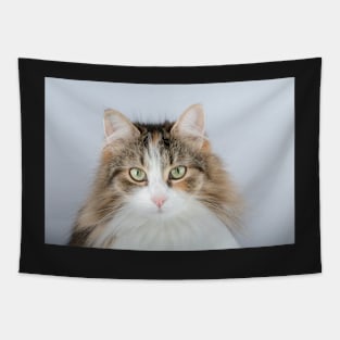 Long Hair tortoiseshell cat Tapestry