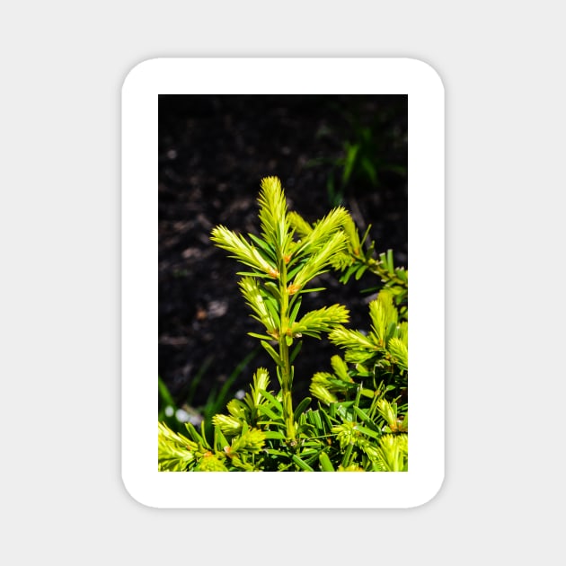 Evergreen in the Sun Magnet by srosu