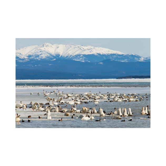 Migratory waterfowl gathers at Swan Haven, Marsh Lake, Yukon by ImagoBorealis