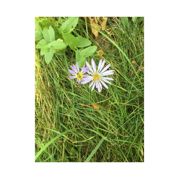 Wildflowers in the Grass by Amanda1775