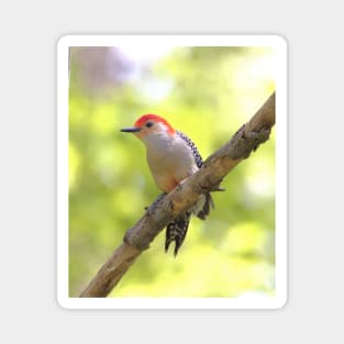 Red bellied woodpecker Magnet