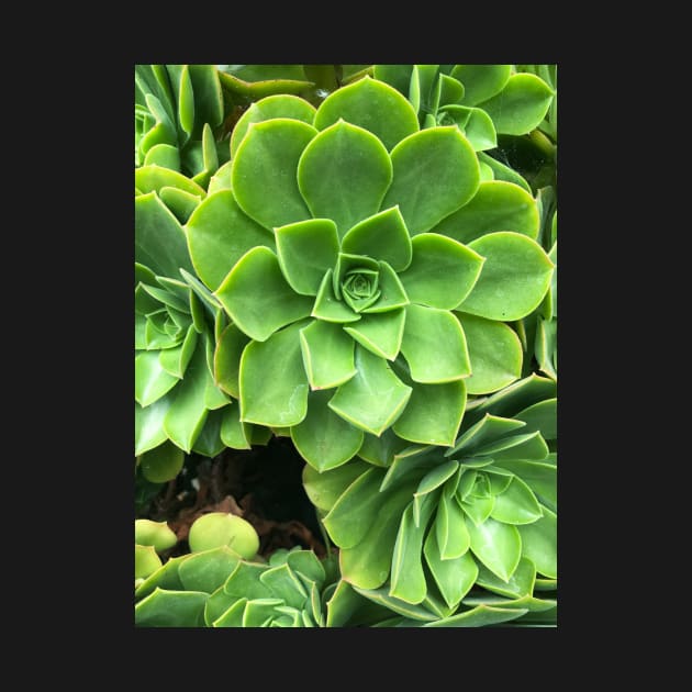 Flower-shaped succulent plant in Southern California by offdutyplaces