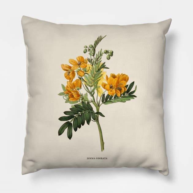 Wildflower Antique Botanical Illustration Pillow by Antiquated Art