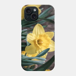 Yellow Trumpet Daffodils Photograph Phone Case