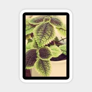 Friendship Plant Magnet