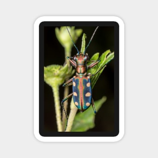 Unique and organic photo of a tiger beetle Magnet