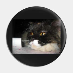 Cat Study Pin