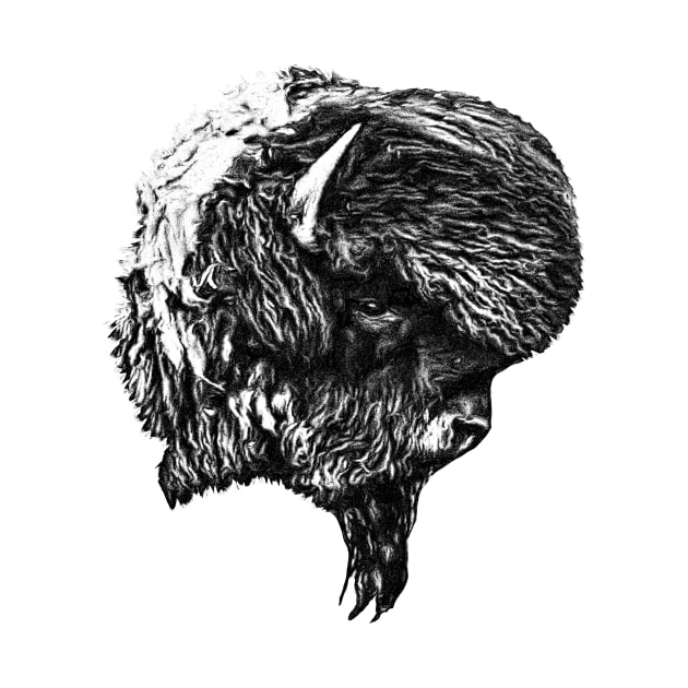 Bison head by Guardi