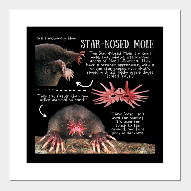 Animal Facts - Star-nosed Mole - Mole - Posters and Art Prints | TeePublic Animal Facts - Star-nosed Mole - Mole - Posters and Art Prints | TeePublic