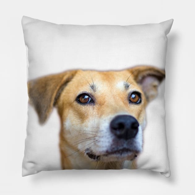 dog face Pillow by rickylabellevie