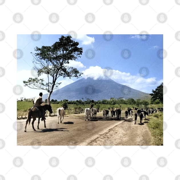 Colorized Vintage Photo of Cattle Drive past San Miguel Volcano by In Memory of Jerry Frank