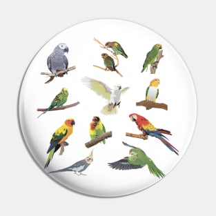 Various Colorful Parrots Pin