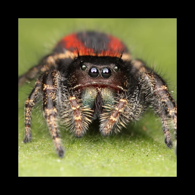 Female Jumping Spider by Rosettemusicandguitar