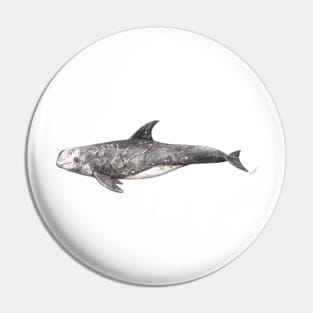 Risso´s dolphin Grampus griseus Pin