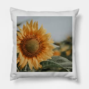 Sunflower Photography Pillow