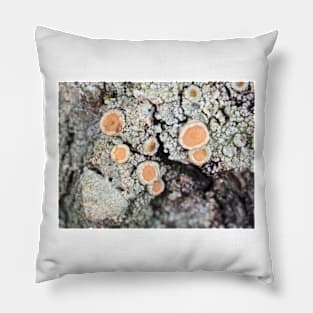 Lichen on a tree bark Pillow