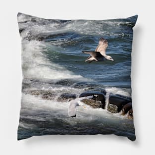 Seagulls flying over the waves, Seahouses, Northumberland, UK Pillow