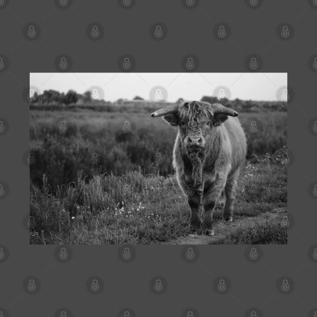 Rural Zen: Captivating Cow in Black & Gray by Dutch.View.22