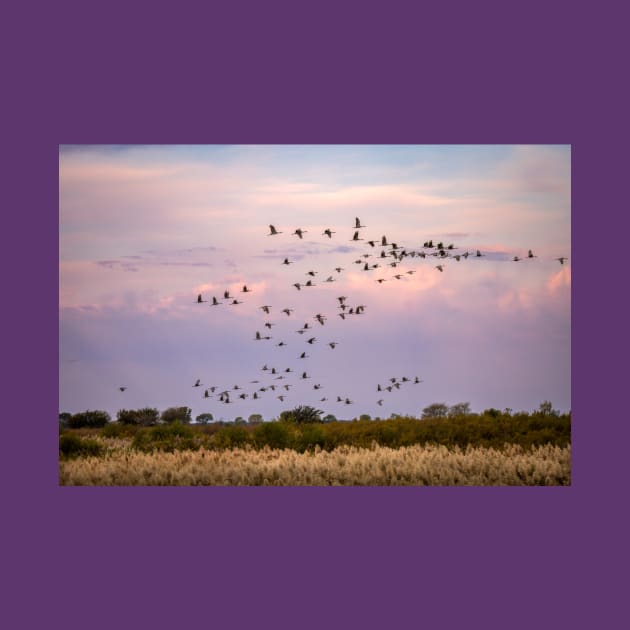 Morning Flight of the Sandhill Cranes by Debra Martz by Debra Martz