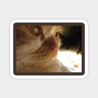 Closeup Cute Cat Side Profile Photography Magnet