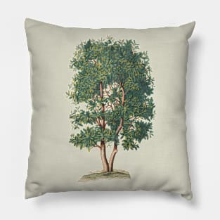 Tree Vintage Botanical Illustration Pillow