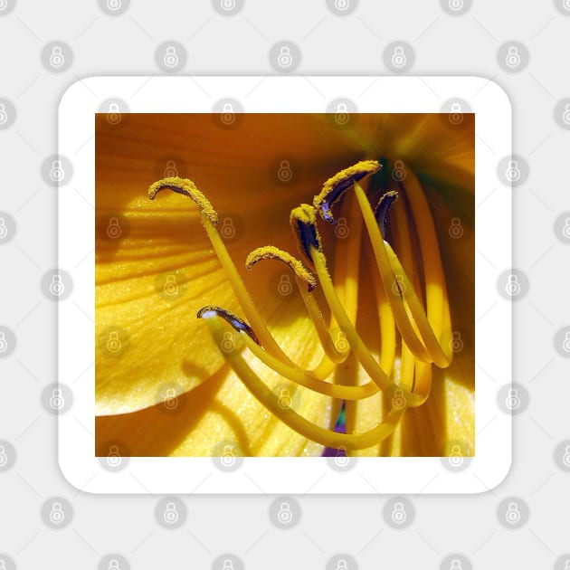 Daylily Delight. Magnet by AlienVisitor