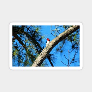 Red Headed Woodpecker Magnet