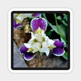 Bearded Iris Magnet